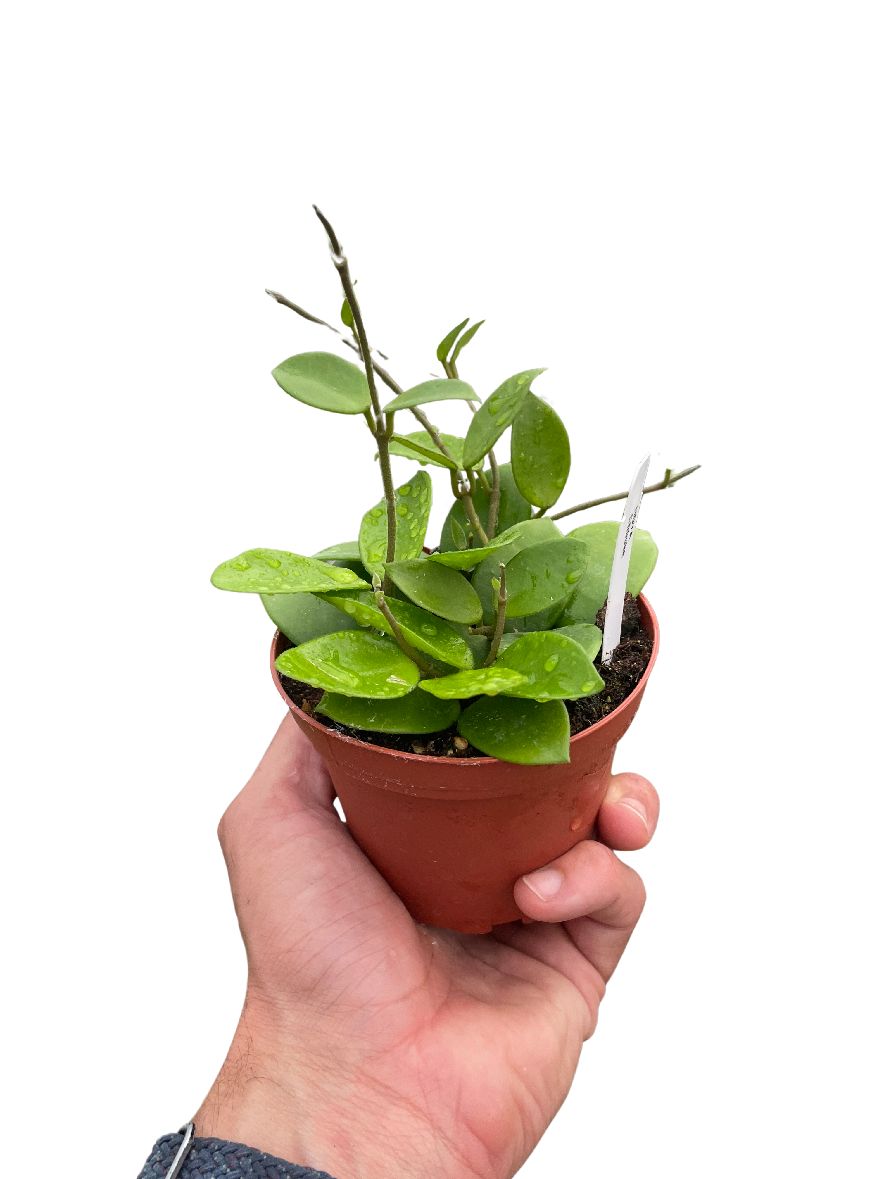 Hoya Bilobata - Holiday Corner