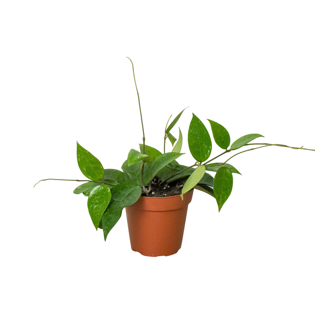 Hoya 'Black Margin' - Holiday Corner