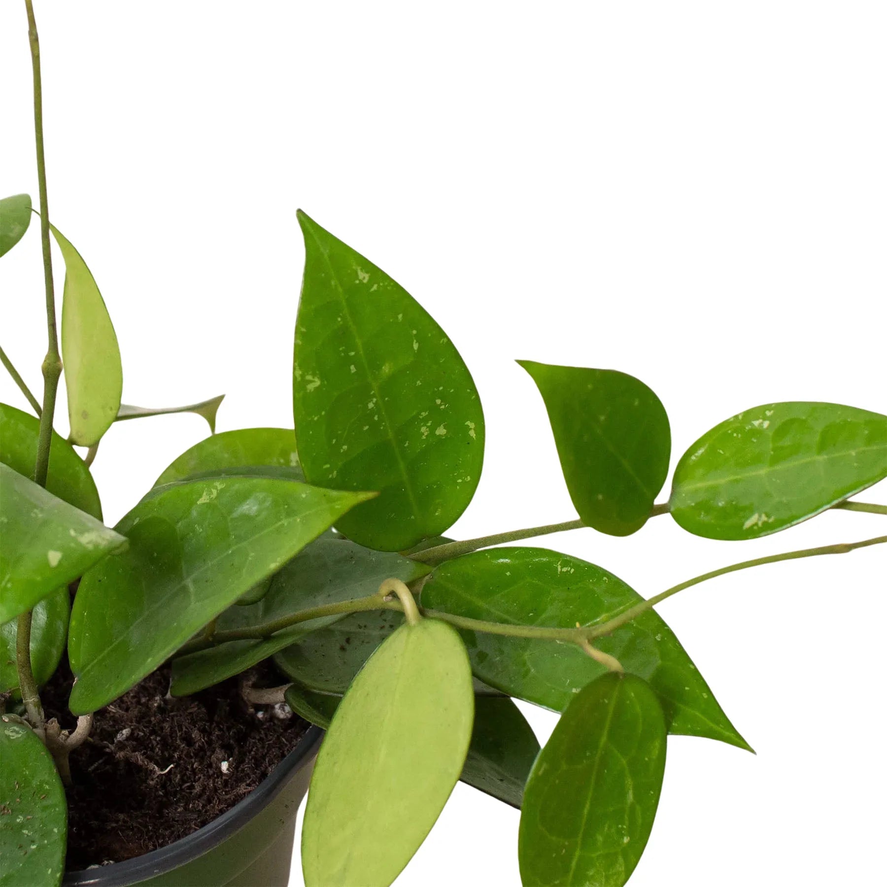 Hoya 'Black Margin' - Holiday Corner
