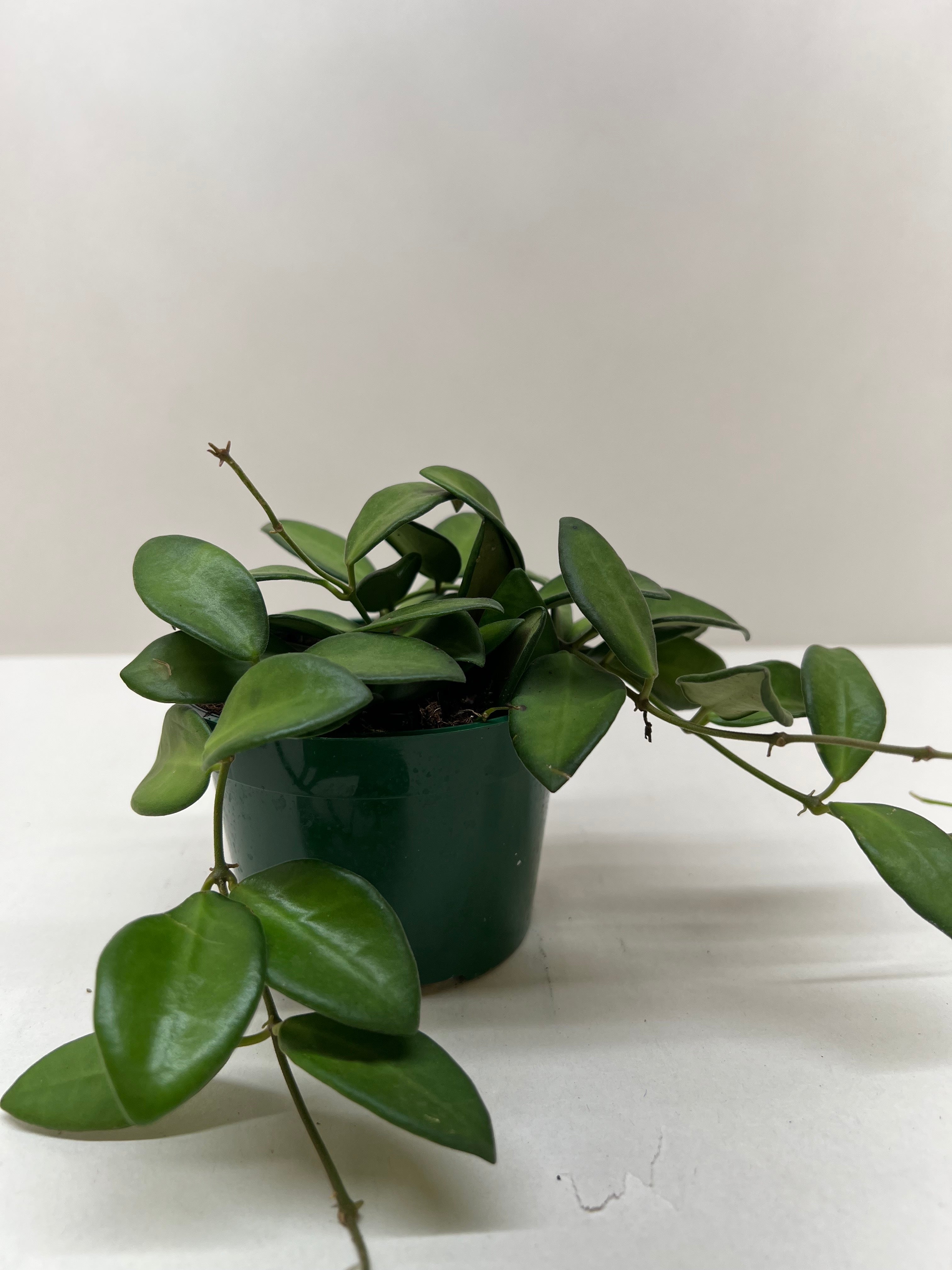 Hoya 'Burtoniae' - Holiday Corner