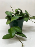 Hoya 'Burtoniae' - Holiday Corner