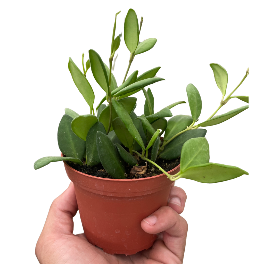 Hoya Chouke - Holiday Corner
