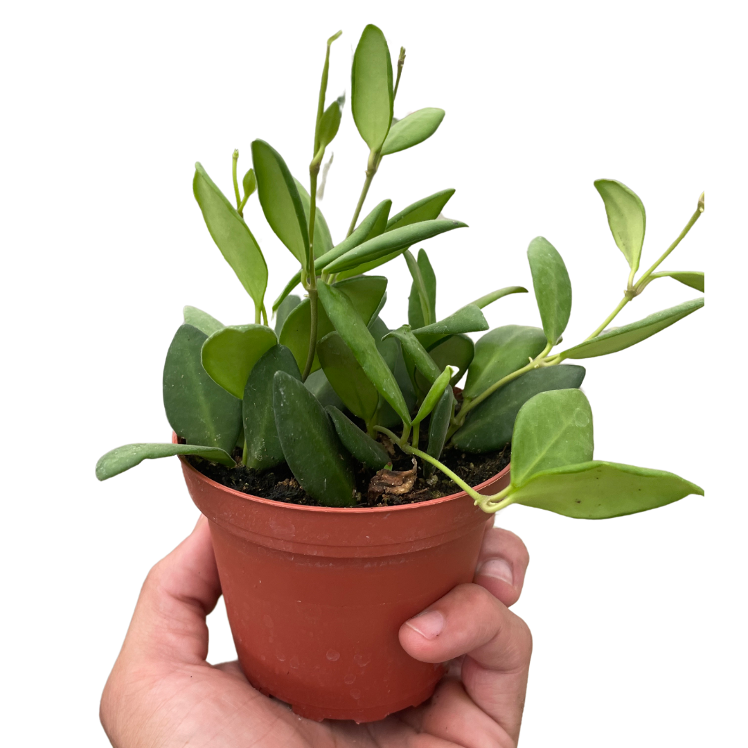 Hoya Chouke - Holiday Corner