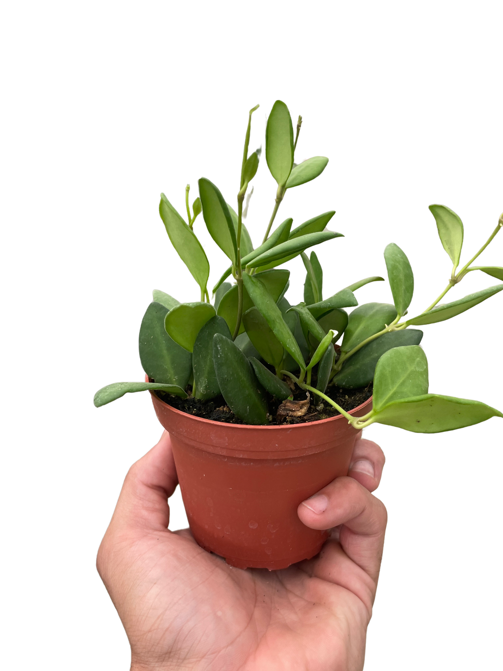 Hoya Chouke - Holiday Corner