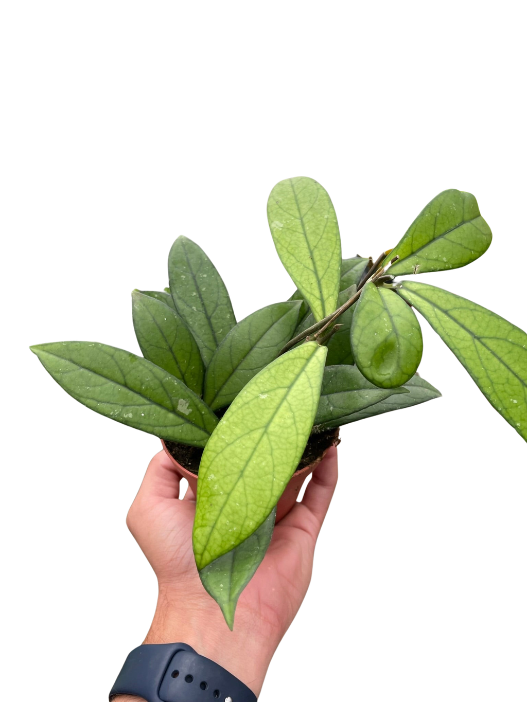 Hoya 'Crassipetiolata' - Holiday Corner