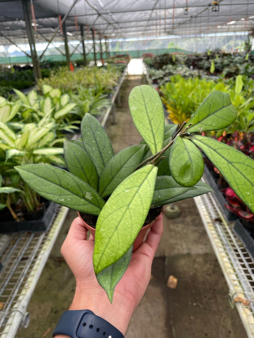 Hoya 'Crassipetiolata' - Holiday Corner