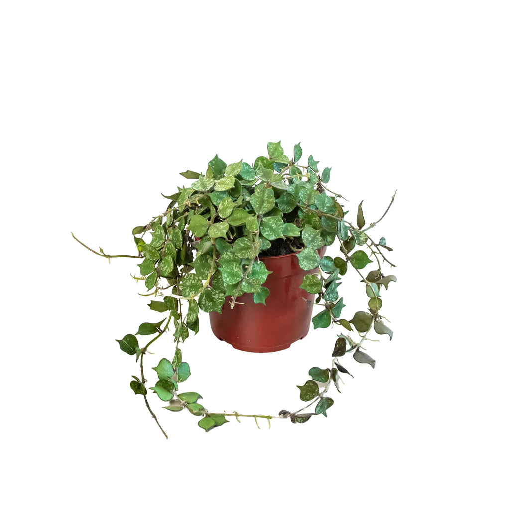 Hoya 'Curtisii' - Holiday Corner
