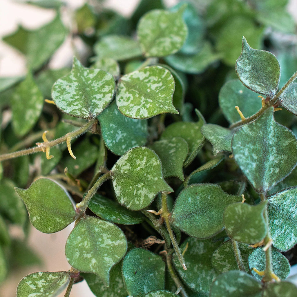 Hoya 'Curtisii' - Holiday Corner