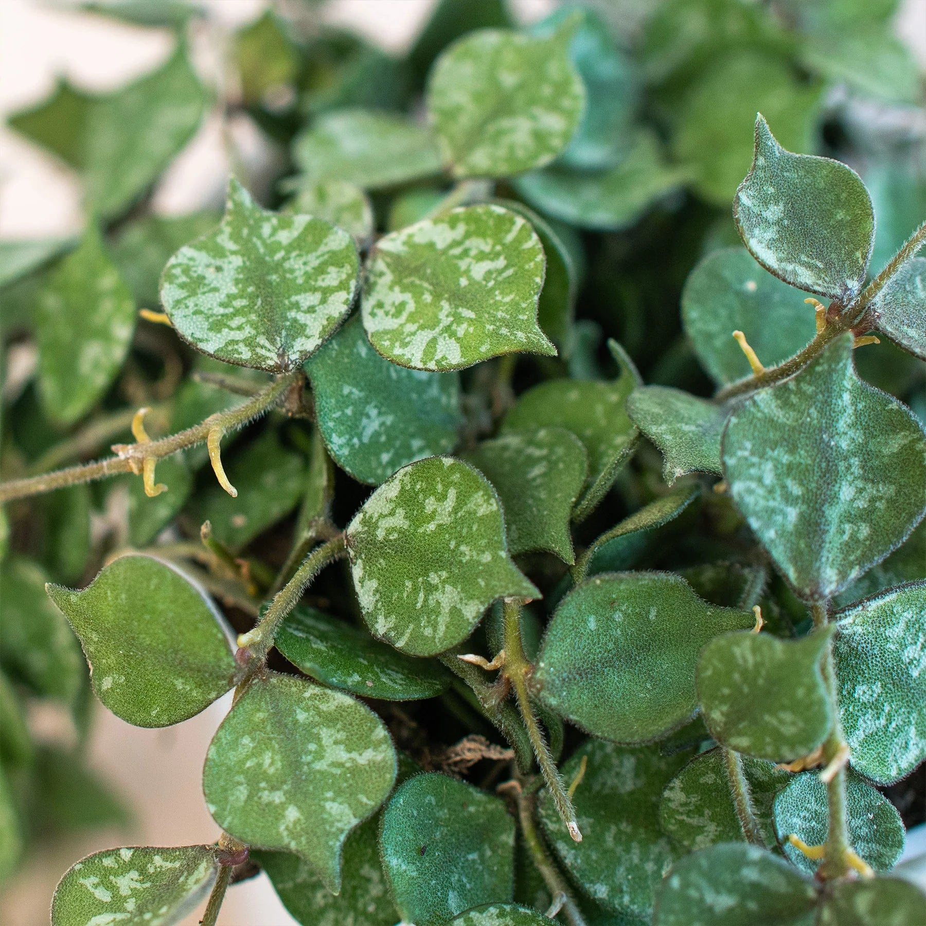 Hoya 'Curtisii' - Holiday Corner