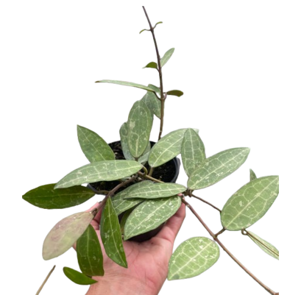 Hoya 'Eliptica' - Holiday Corner