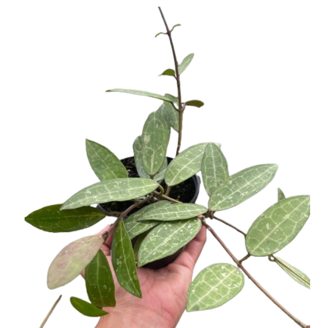 Hoya 'Eliptica' - Holiday Corner