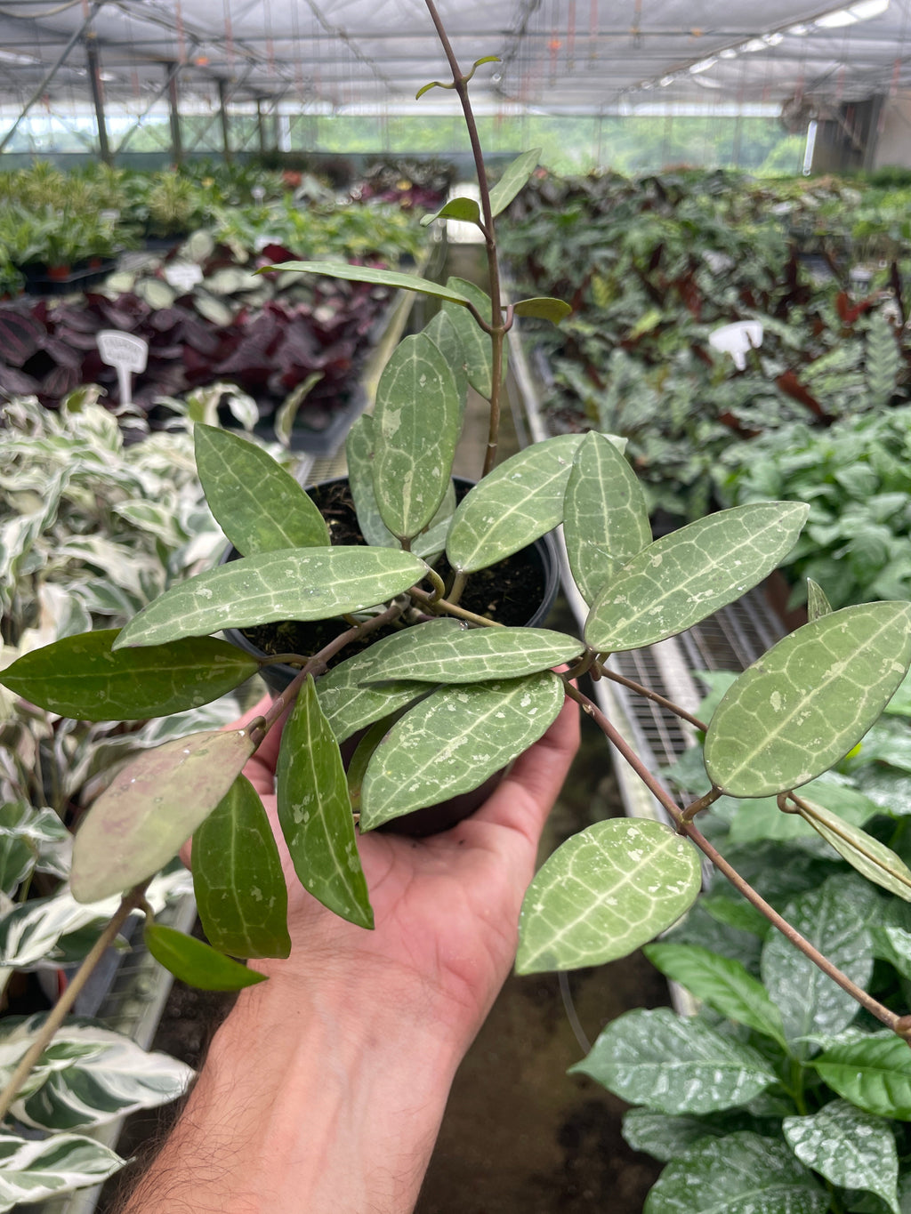 Hoya 'Eliptica' - Holiday Corner