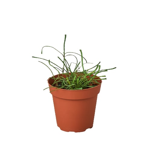 Hoya 'Grass Leafed' - 4" Pot - Holiday Corner