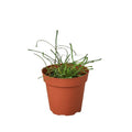 Hoya 'Grass Leafed' - 4" Pot - Holiday Corner