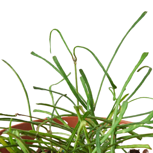 Hoya 'Grass Leafed' - 4" Pot - Holiday Corner