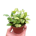 Hoya Heuschkeliana Variegated - Holiday Corner