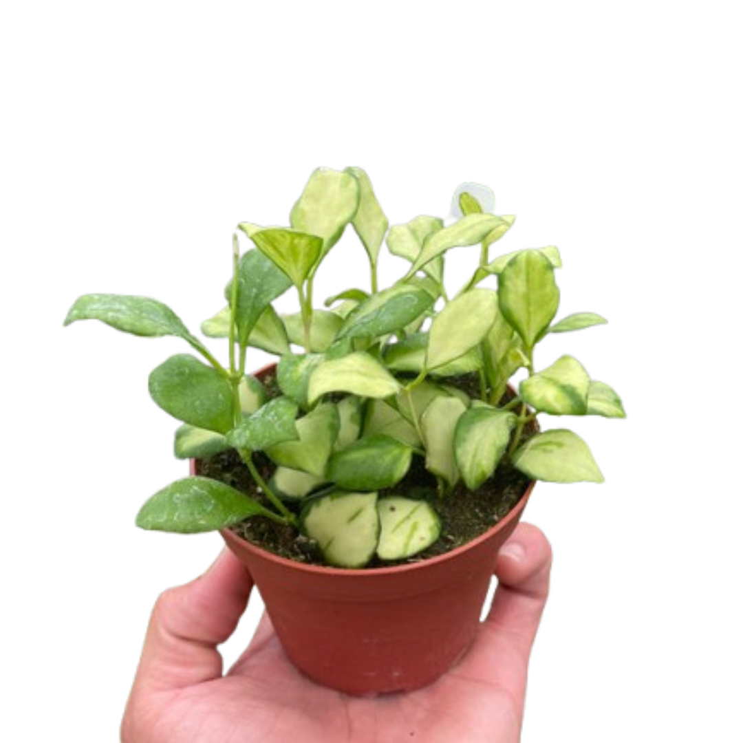Hoya Heuschkeliana Variegated - Holiday Corner