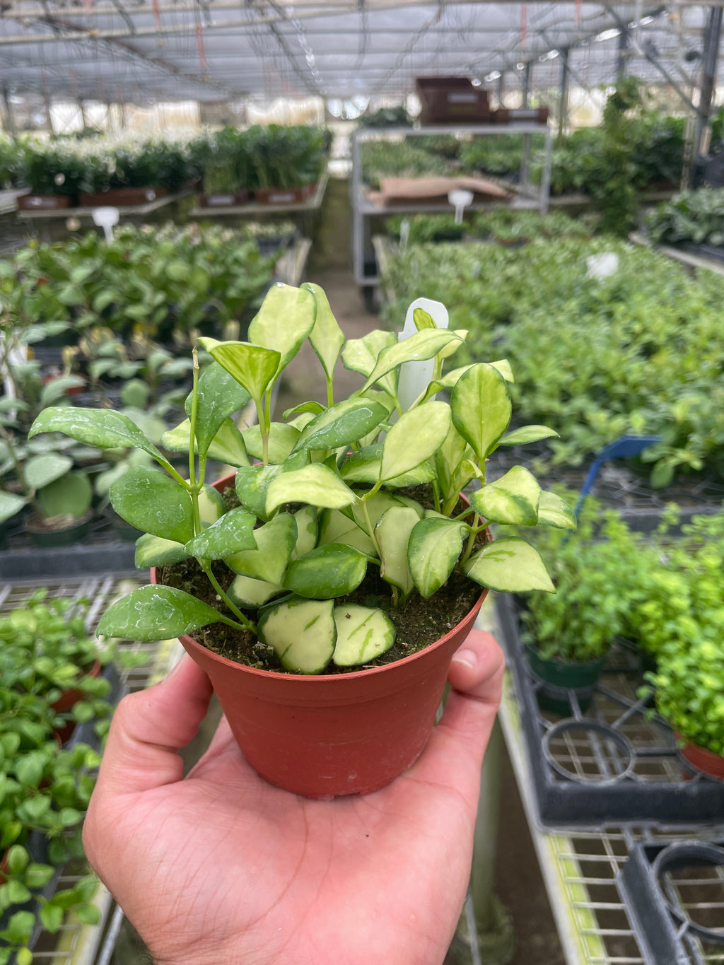 Hoya Heuschkeliana Variegated - Holiday Corner