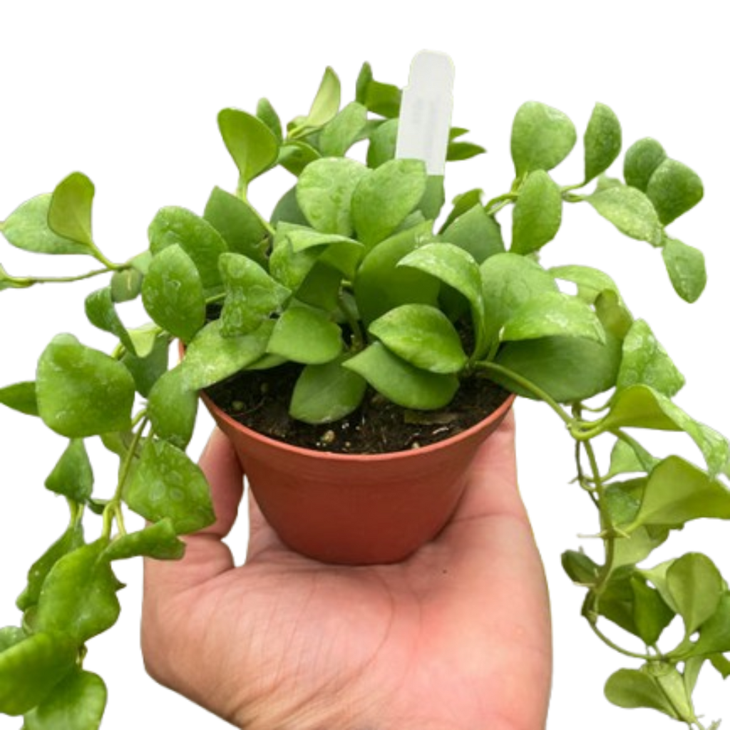 Hoya Heuschkeliana - Holiday Corner