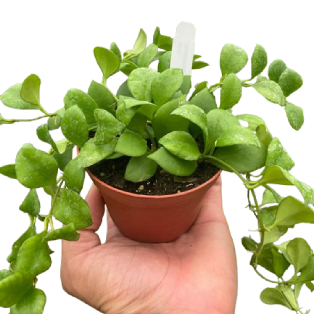 Hoya Heuschkeliana - Holiday Corner
