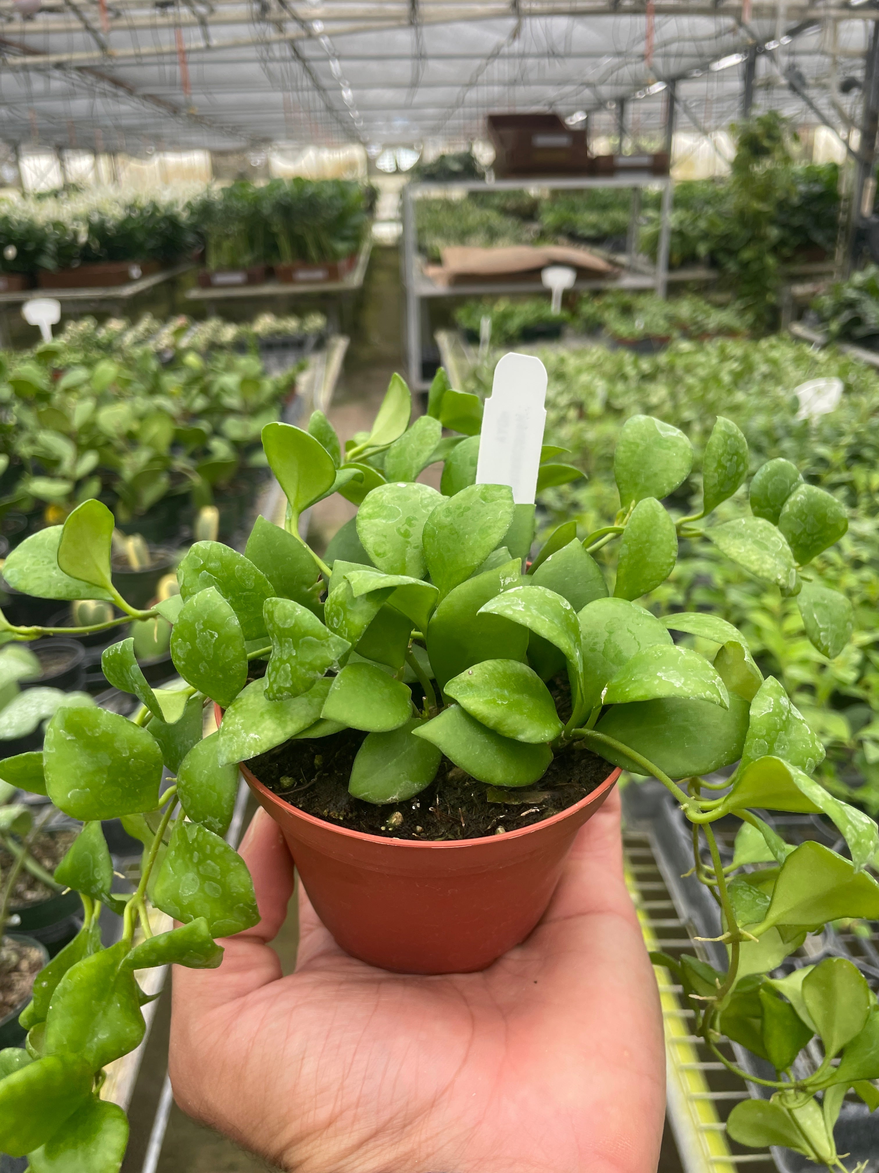 Hoya Heuschkeliana - Holiday Corner