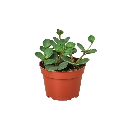 Peperomia 'Hope' - Holiday Corner