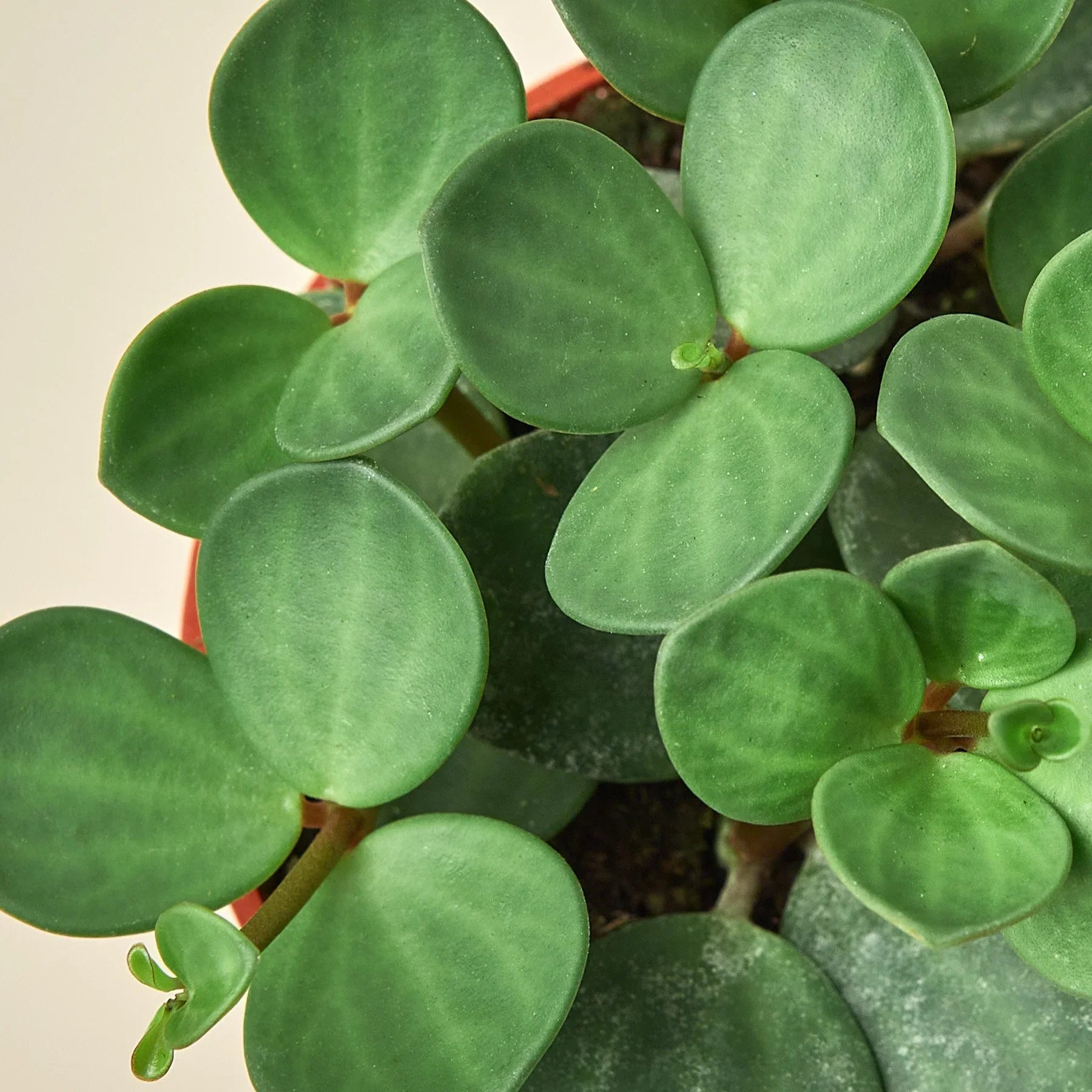 Peperomia 'Hope' - Holiday Corner
