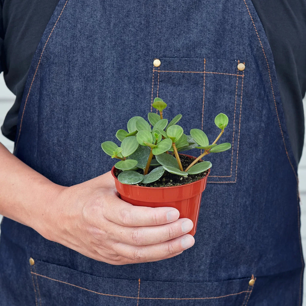 Peperomia 'Hope' - Holiday Corner