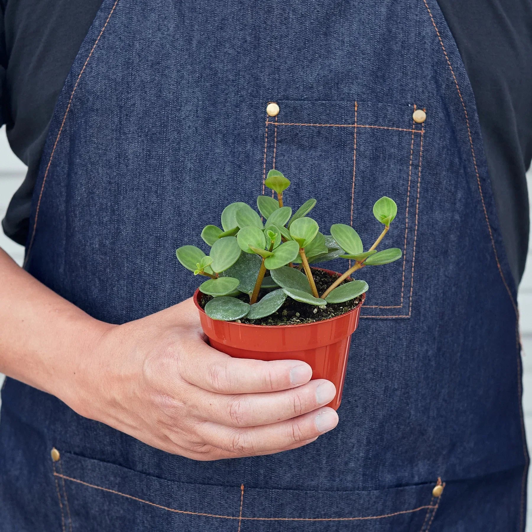 Peperomia 'Hope' - Holiday Corner