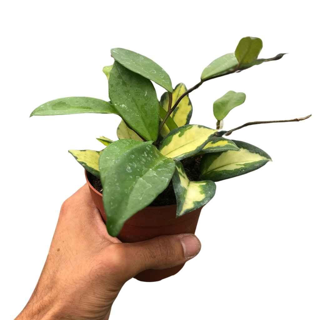 Hoya Carnosa 'Krimson Princess' - Holiday Corner
