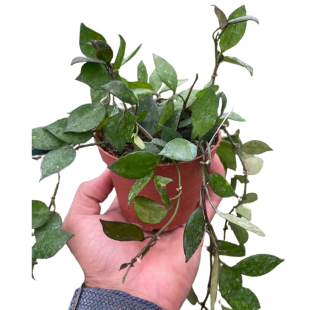 Hoya Krohniana Black - Holiday Corner