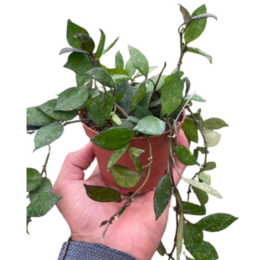 Hoya Krohniana Black - Holiday Corner