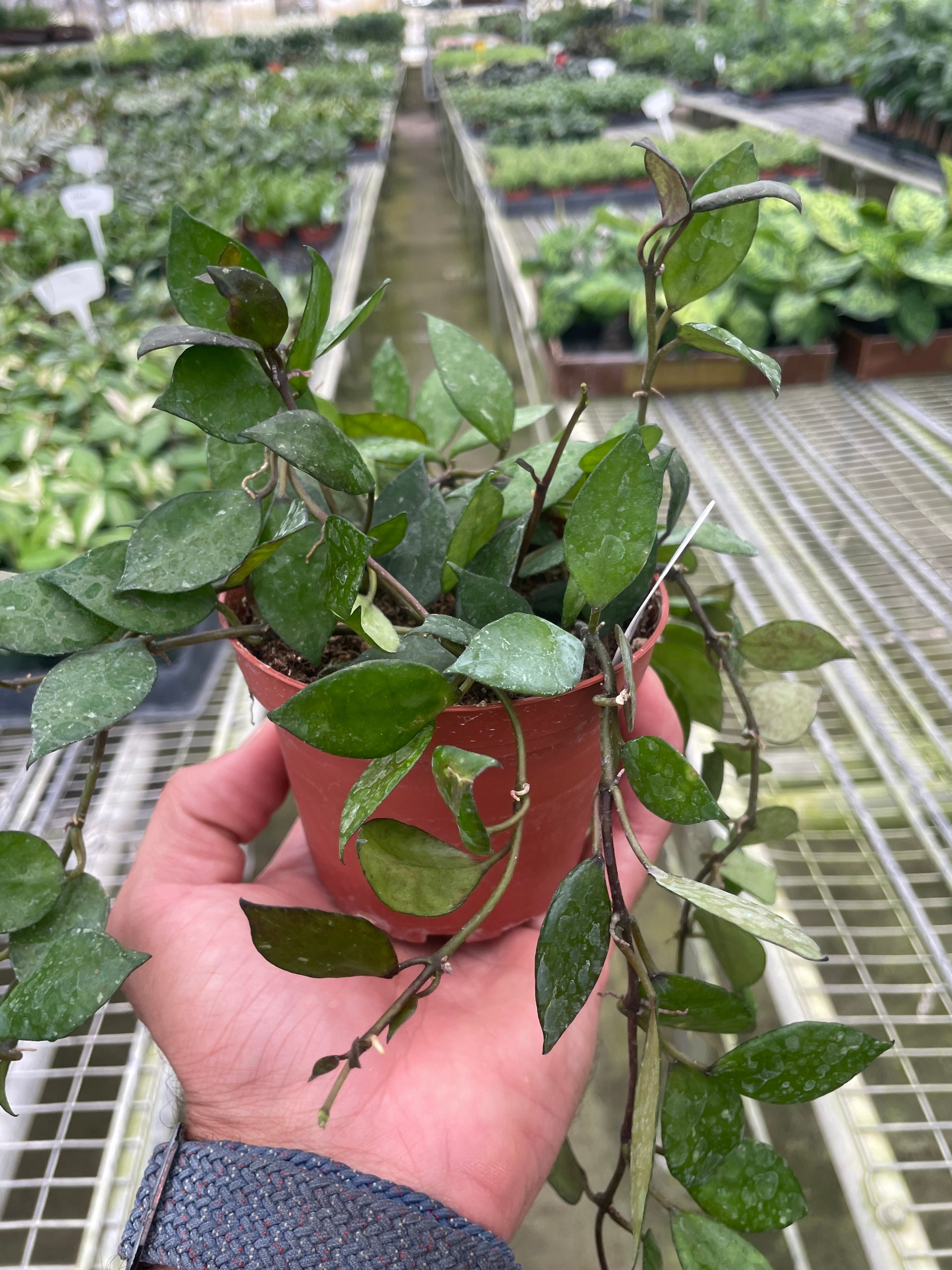 Hoya Krohniana Black - Holiday Corner