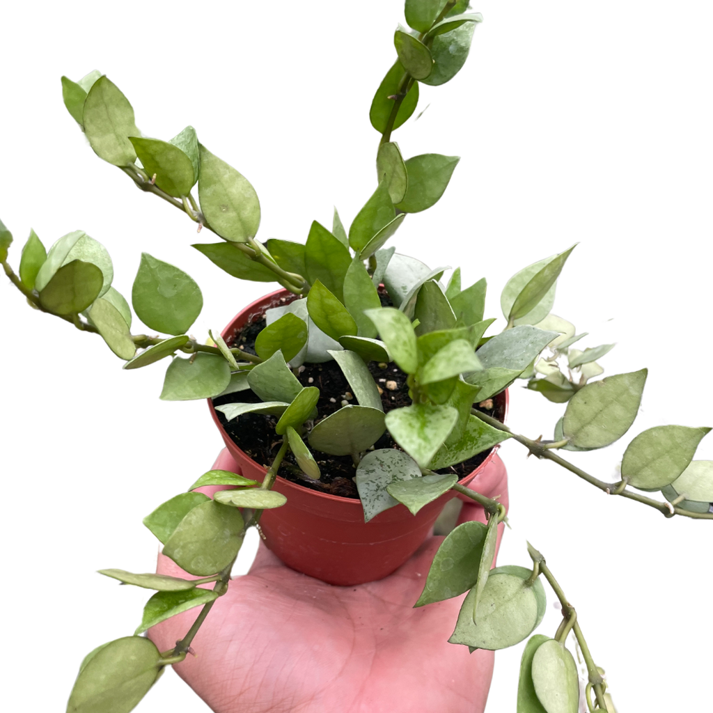Hoya 'Krohniana Super Silver' - Holiday Corner
