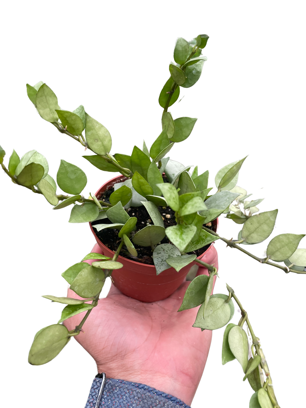 Hoya 'Krohniana Super Silver' - Holiday Corner