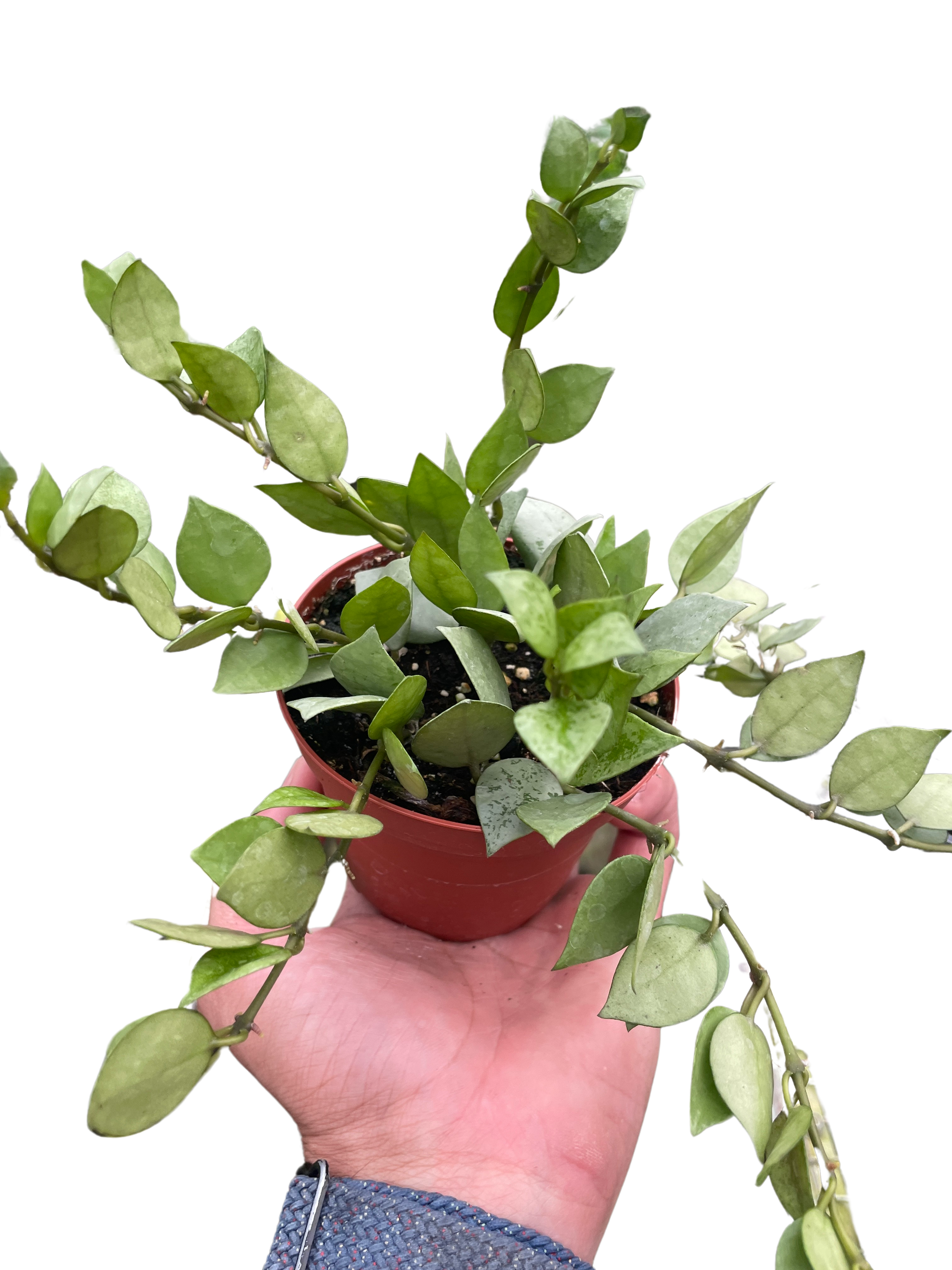 Hoya 'Krohniana Super Silver' - Holiday Corner