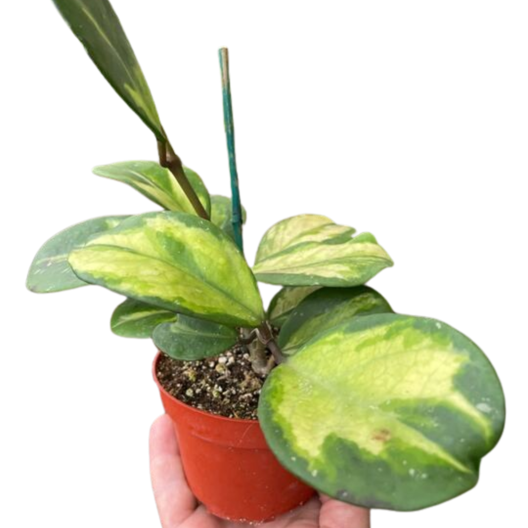 Hoya Obovata Reverse - Holiday Corner