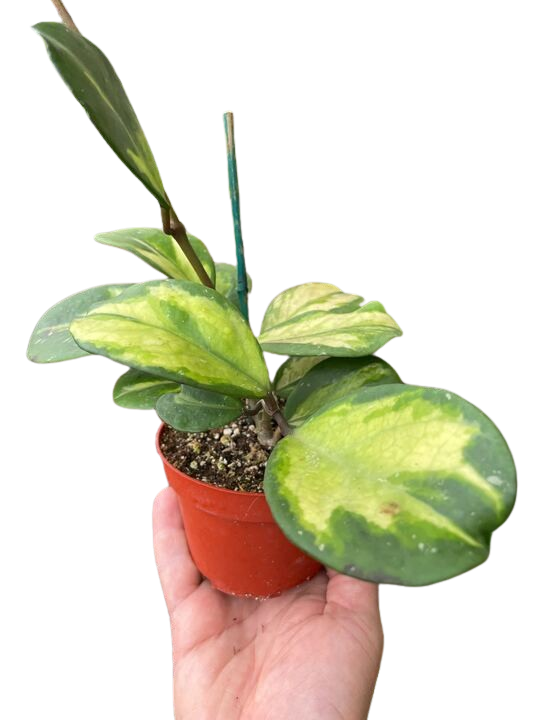 Hoya Obovata Reverse - Holiday Corner