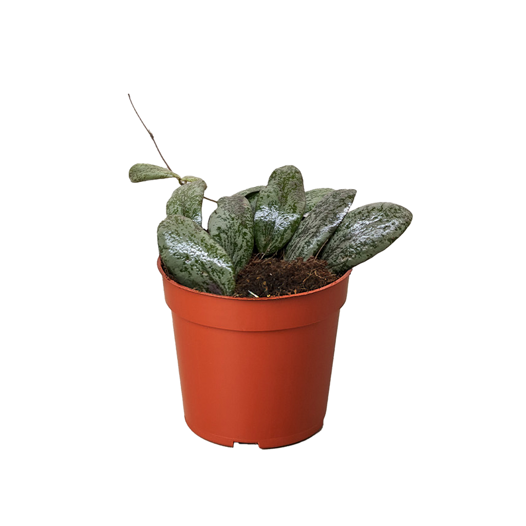 Hoya Sigillatis Round - Holiday Corner