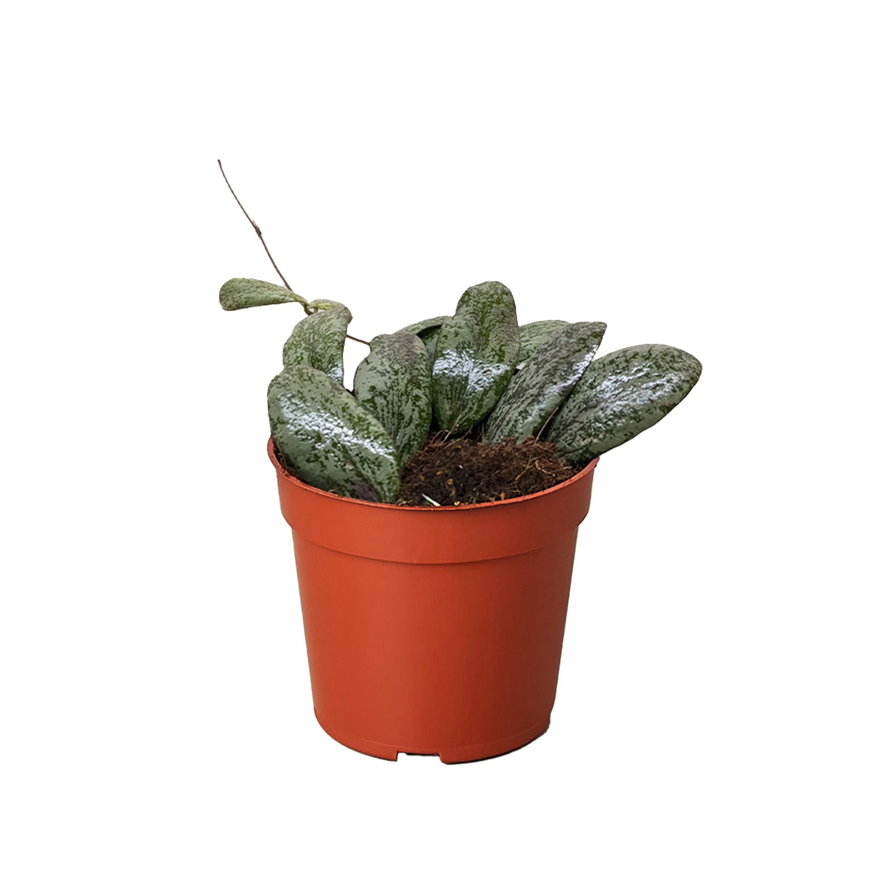 Hoya Sigillatis Round - Holiday Corner