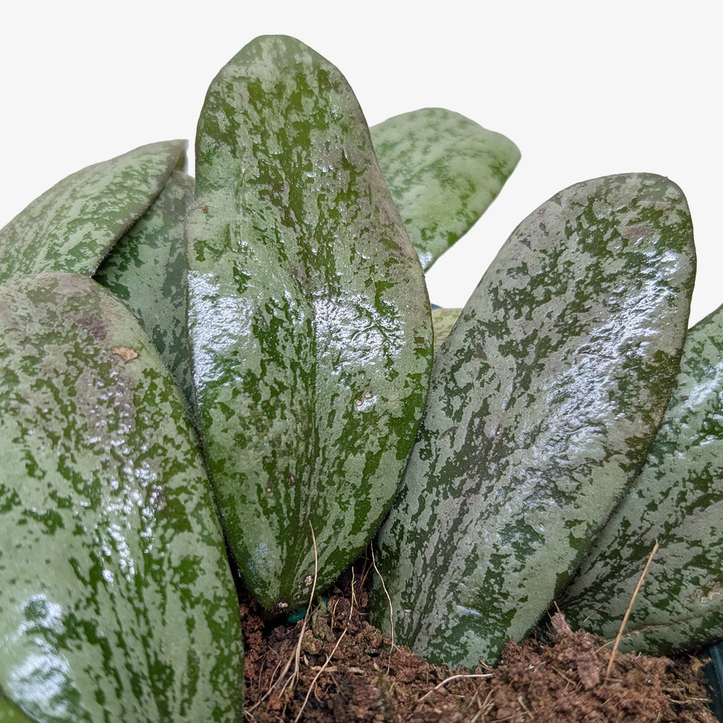 Hoya Sigillatis Round - Holiday Corner