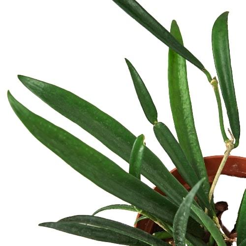 Hoya 'String Bean' - Holiday Corner