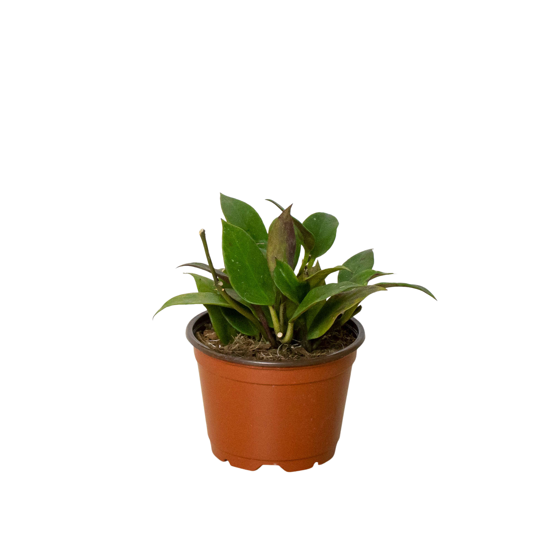 Hoya 'Sunrise' - Holiday Corner