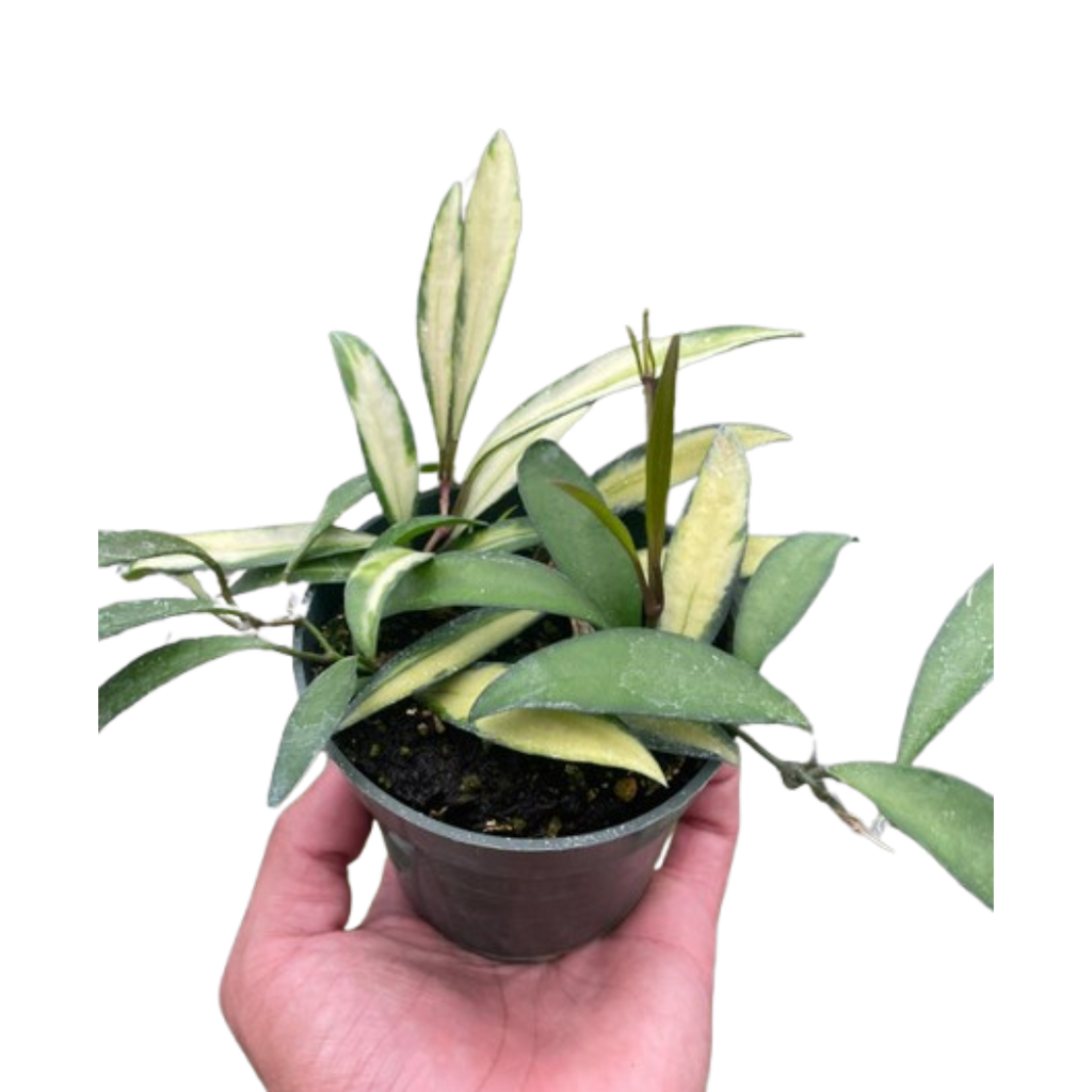Hoya Wayetii Variegated - Holiday Corner