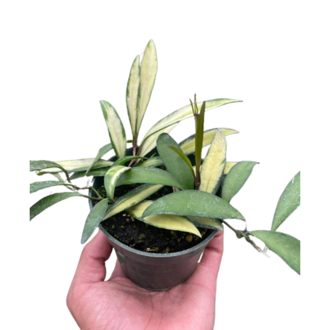 Hoya Wayetii Variegated - Holiday Corner