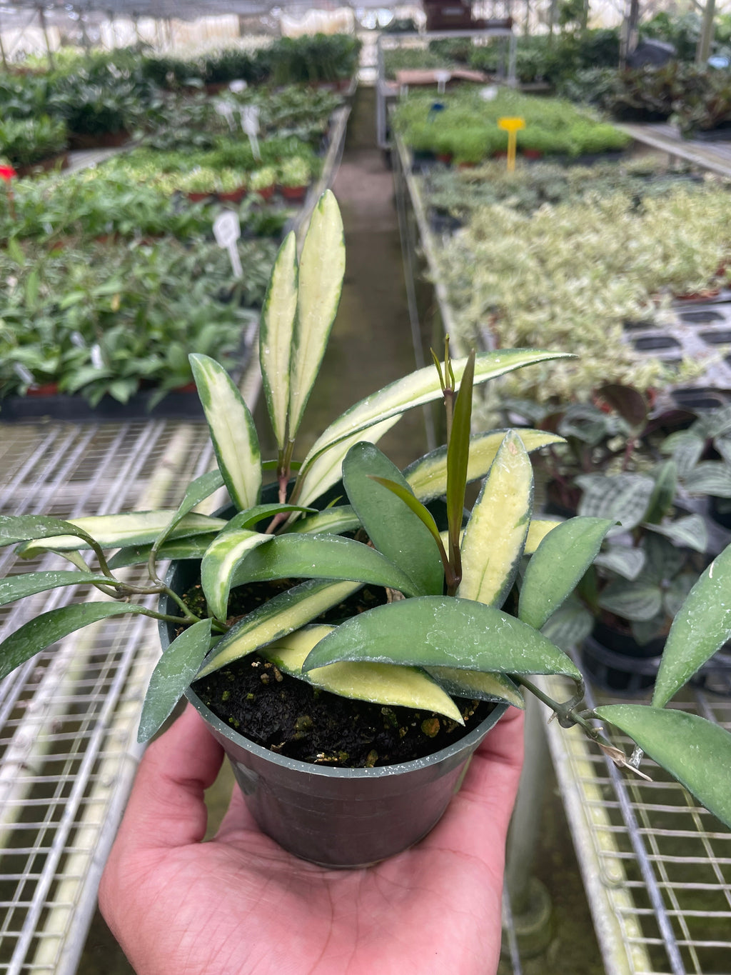 Hoya Wayetii Variegated - Holiday Corner