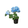Blue Hydrangea - Holiday Corner