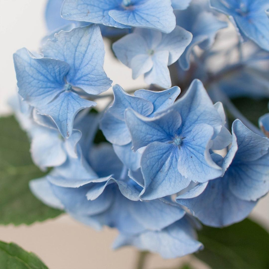 Blue Hydrangea - Holiday Corner