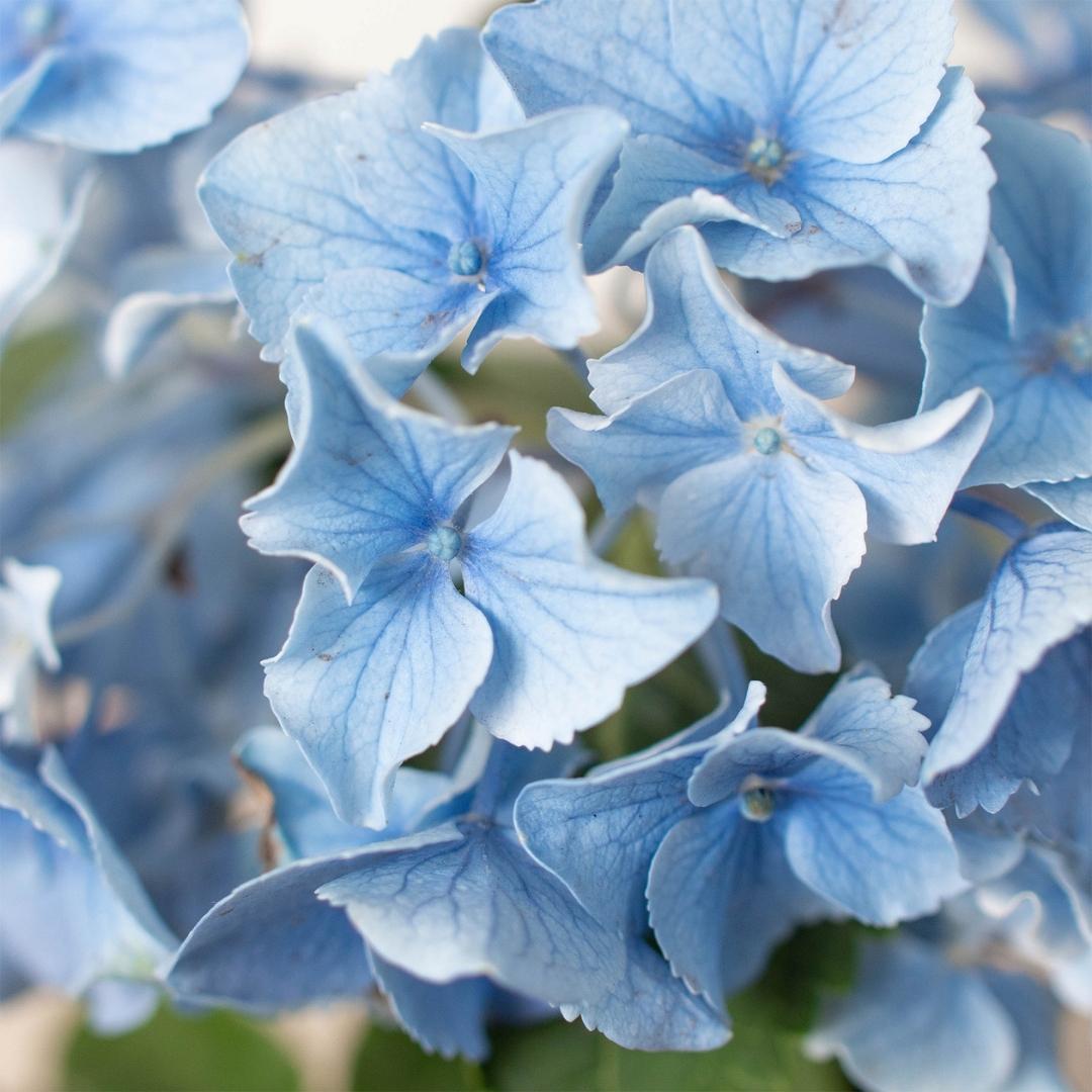Blue Hydrangea - Holiday Corner