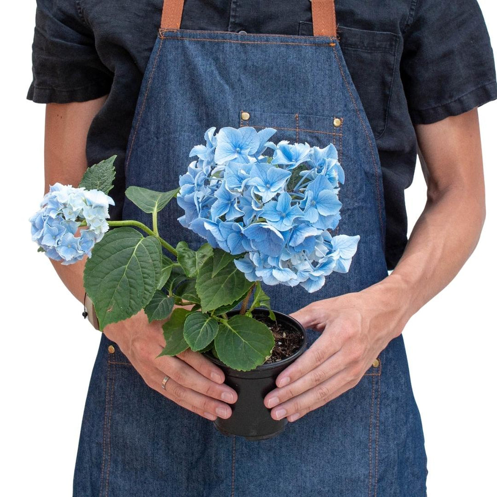 Blue Hydrangea - Holiday Corner